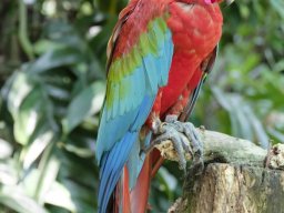 4 Papagei, bearbeitet